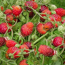 Земклуника Цукат Ананасный Р9