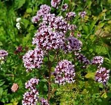 Душица Хуторянка Р9