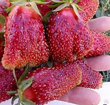 Земклуника Купчиха Р9