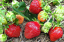 Клубника Флёр Р9