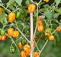 Перец острый Хабанеро оранж 3 л