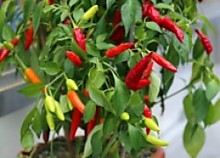 Перец острый декоративный 7,5 л