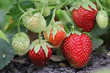 Клубника Лорд Р9